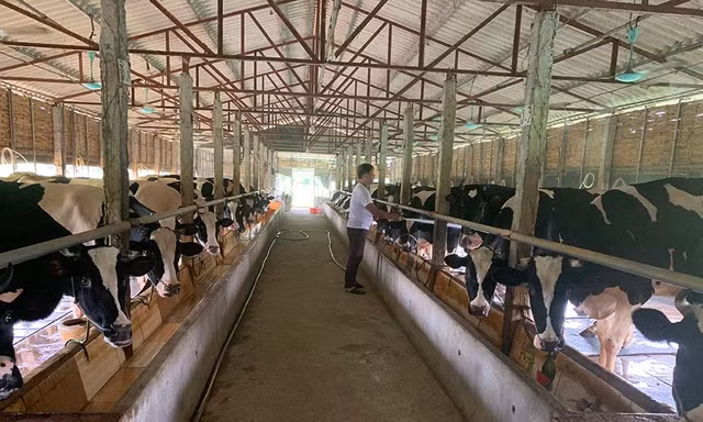 Làng 'vàng trắng' tỷ phú ven sông Hồng, 1 năm chia nhau 400 tỷ