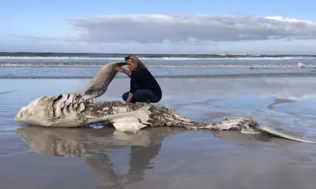 Cặp cá voi sát thủ giết hàng loạt cá mập và ăn gan suốt 5 năm 