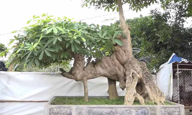 Cây hoa sữa hình 'con voi' hơn 100 tuổi ở Hưng Yên