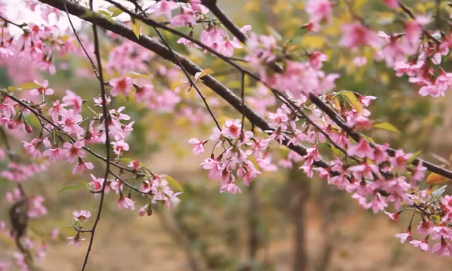 Đào rừng nở rộ