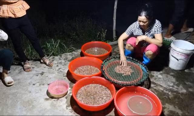 Nông dân chong đèn vớt rươi đầu mùa