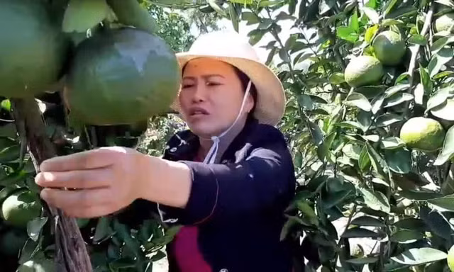 Cận cảnh vườn cam sành của người phụ nữ 'chân đất' trên Cao Nguyên