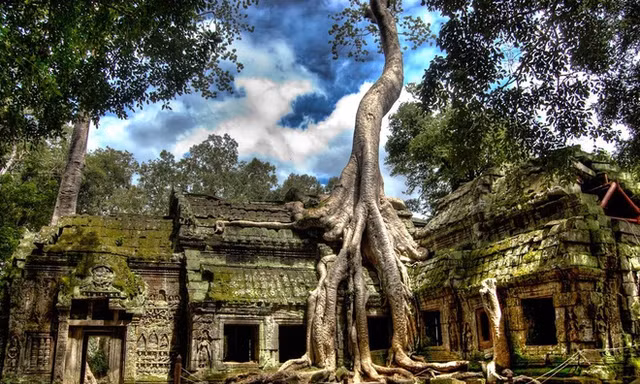 Ngôi đền bị cây nuốt trọn ở Campuchia