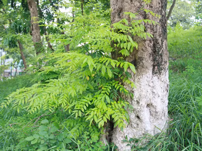 Giả tình nhân ôm nhau dưới gốc cây để cưa trộm sưa