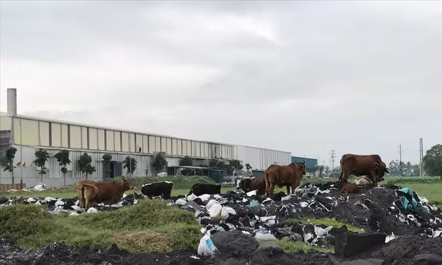Tại Cụm công nghiệp làng nghề Mẫn Xá (Yên Phong, Bắc Ninh), chủ đầu tư là Công ty cổ phần Tập đoàn Hanaka đã phân lô cho thuê giá cao nhưng chưa có khu xử lý rác thải