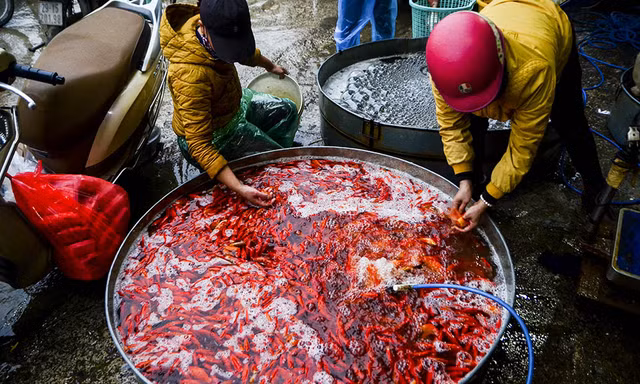 Đây là chợ cá đầu mối lớn nhất của Hà Nội, buôn bán các loại cá vàng trong dịp cúng ông Công, ông Táo.