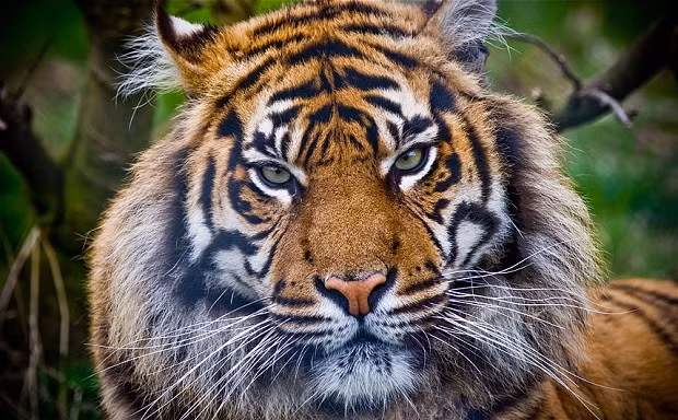 Indonesia: 5 người phải sống trên cây do hổ rình mò bên dưới