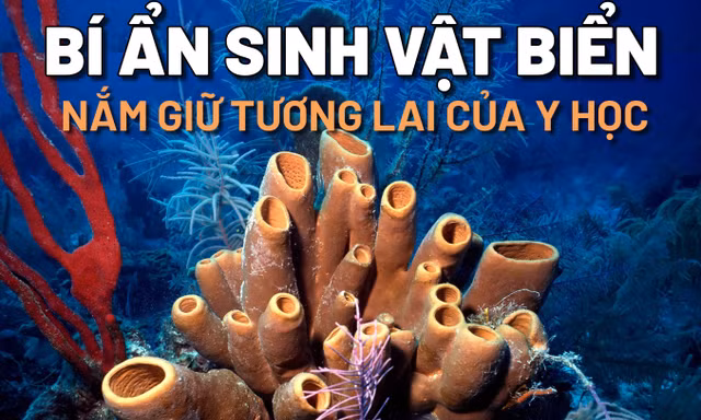 Bí ẩn những sinh vật biển lâu đời nhất hành tinh nắm giữ tương lai của y học