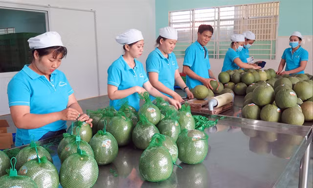Doanh nghiệp mong các bộ, ngành tích cực đàm phán mở cửa thị trường xuất khẩu cho các mặt hàng rau quả