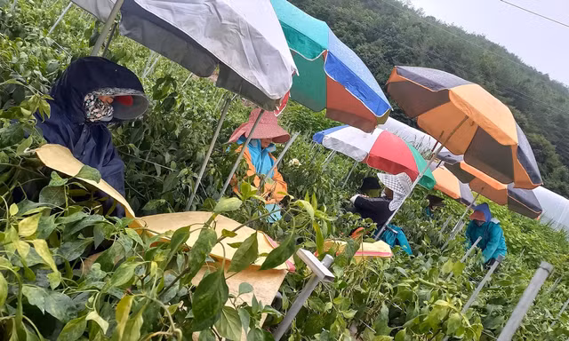 Nông dân Hòa Vang thu hoạch nông sản trong trang trại ở quận Yeongyang (tỉnh Gyeongsangbuk, Hàn Quốc). Ảnh: P.M