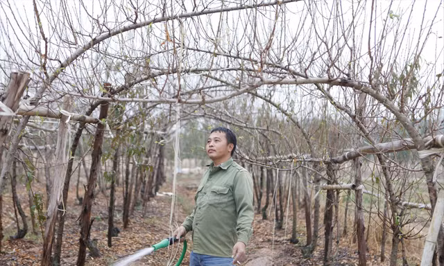 Từ nghề đi “săn” đào bán Tết, nhiều người dân thôn Ðồng Cống biết trồng đào mang về hàng trăm triệu đồng/năm
