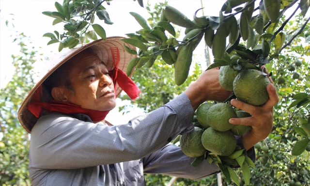 Nông dân huyện Bắc Tân Uyên thu hoạch cam. Ảnh: H.C