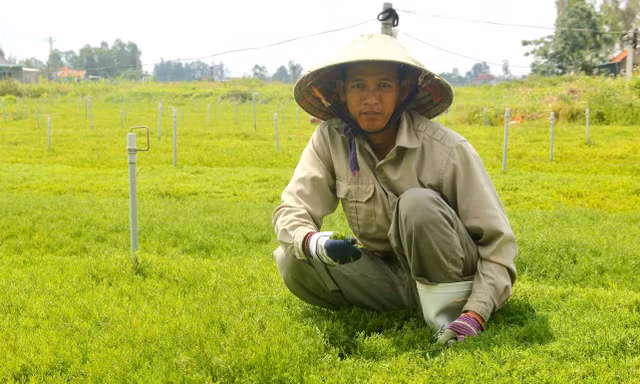 Những khoảnh đất nhiễm mặn đã đượcanh Trần Văn Quân (ở Hoàng Mai, Nghệ An) phủ kín rau nhót
