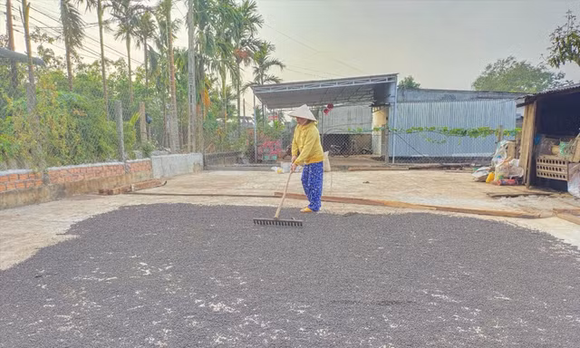 Tiêu sau khi thu hoạch sẽ được phơi khô