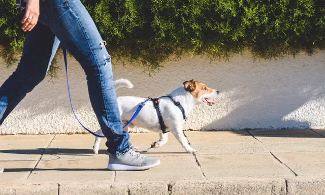 Các nhà khoa học khám phá loại thuốc nâng cao tuổi thọ cho chó cũng có thể giúp ích con người