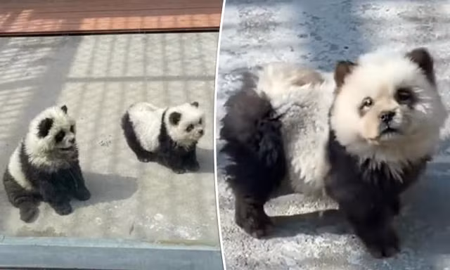 Lạ lẫm hình ảnh 'chó gấu trúc' 