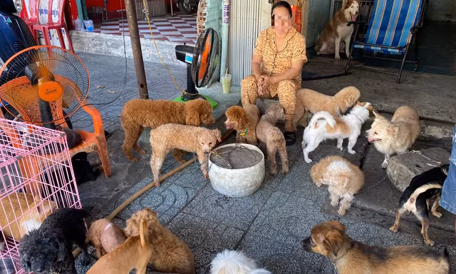 8 năm không dám bồng con đi dạo vì hàng xóm nuôi gần 100 con chó, mèo