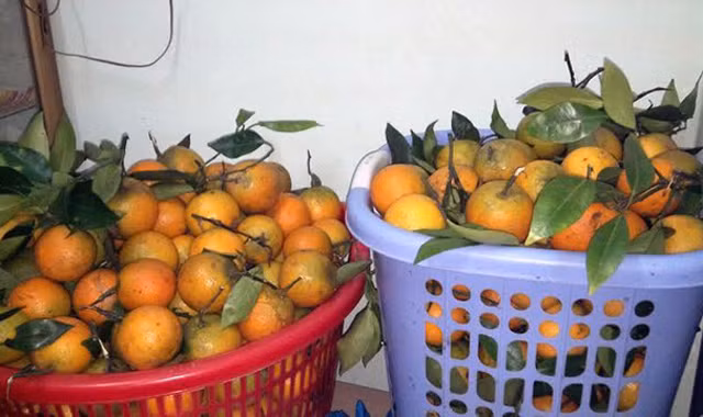 Nhiều chị em giới văn phòng bỏ hàng tỷ đồng để buôn đặc sản bán Tết.