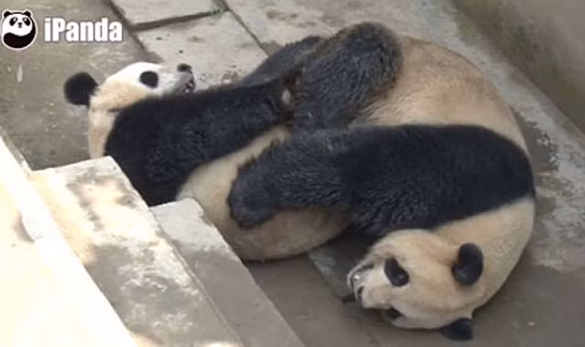 Gấu trúc lập kỷ lục về thời gian 'mây mưa'