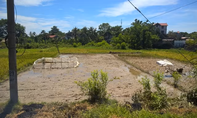 Cánh đồng nơi xảy ra vụ điện giật.