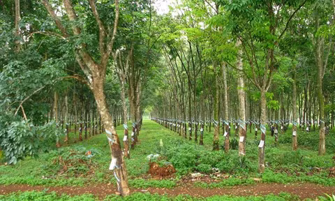 Thi thể người đàn ông được tìm thấy trong khu rừng cao su ở Đồng Nai. Ảnh minh họa.