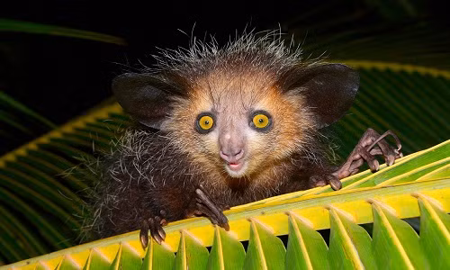 Con khỉ aye-aye cái đã vượt qua quãng đường 9.600 km để tìm bạn tình. Ảnh minh họa: National Geographic.