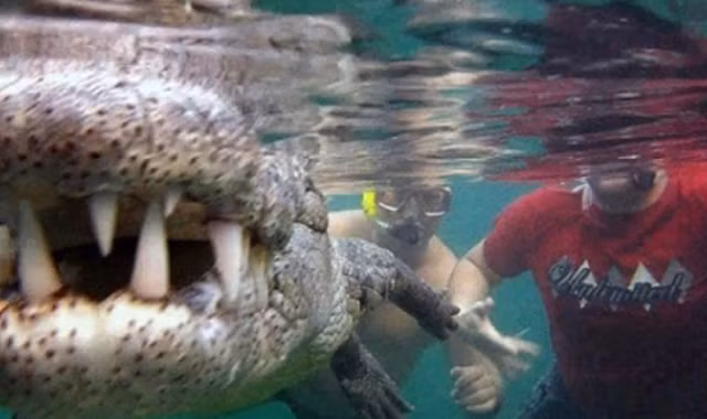 Du khách liều mạng bơi cùng cá sấu khủng để... 'tự sướng'