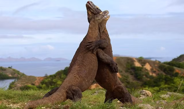 Hai con rồng Komodo chiến đấu với nhau trong khoảng 30 giây. Nguồn: Daily Mail.