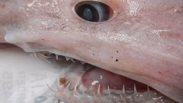 Cá mập yêu tinh được ví như 'hóa thạch sống'