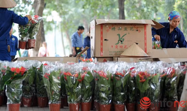 Việc bỏ hoa trong những thùng cát tông có chữ nước ngoài khiến nhiều người hoài nghi về nguồn gốc của hoa đang trang trí. Ảnh: Infonet.