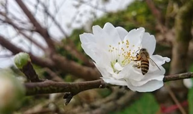 Ngắm bạch đào cánh trắng như tuyết giá 2 triệu đồng/cây