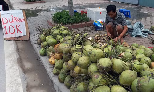 Các điểm bán cho biết do thu mua tận Bến Tre nên giảm được chi phí trung gian khiến giá dừa xiêm rẻ hơn thông thường. Ảnh: Thành Tâm/VnExpress