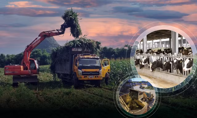 Về nơi nông dân thu tiền tỷ từ trồng ngô nuôi bò sữa
