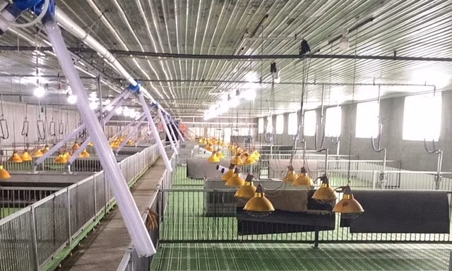 Di dời 30.000 con lợn gây mùi hôi thối ở Thanh Hóa 