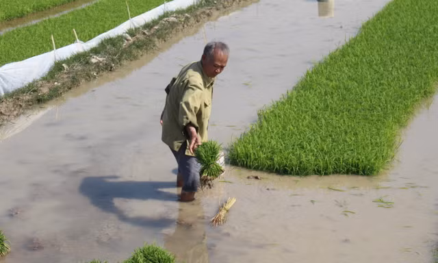 Rét đậm dưới 10 độ, người dân Thanh Hóa vẫn xuống đồng cấy lúa