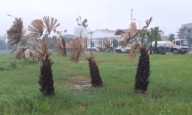 Bộ Công an yêu cầu Thanh Hóa cung cấp thông tin các dự án trồng, chăm sóc cây xanh