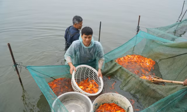 Tấp nập những mẻ lưới cá chép đỏ thu về hàng trăm triệu đồng ở Thanh Hóa