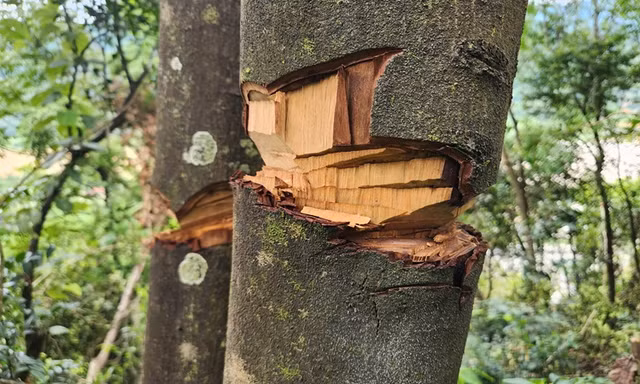Công an vào cuộc vụ hàng nghìn mét vuông rừng tự nhiên bị chặt phá bất thường ở Thanh Hoá