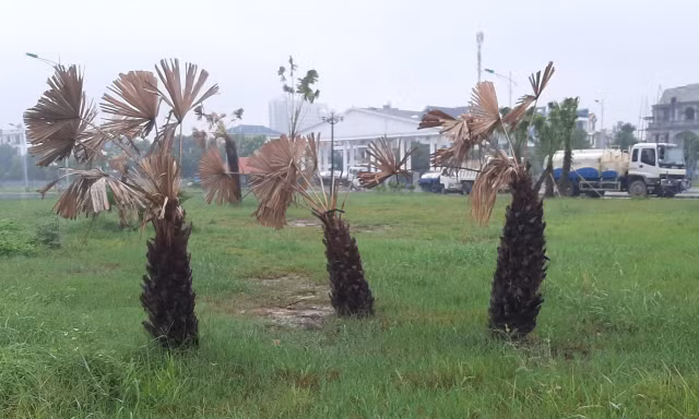 Lộ nguyên nhân gần 500 cây xanh chết bất thường ở công viên tại Thanh Hóa