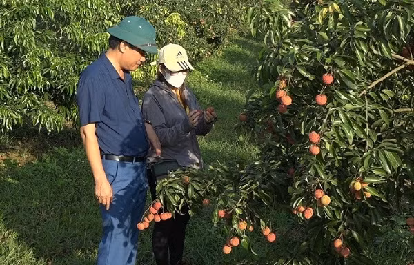 Thanh Hóa xuất 1 tấn vải thiều không hạt đầu tiên đi Anh, Nhật