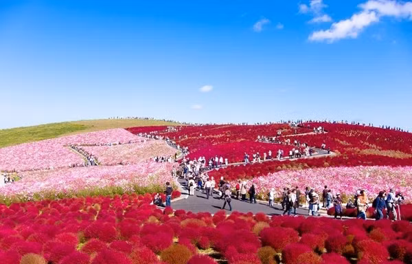 Thiên đường hoa suốt bốn mùa ở Nhật