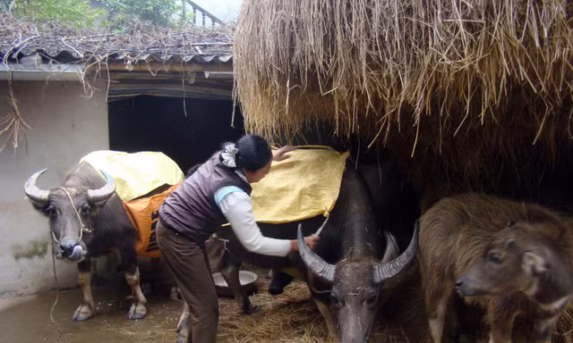 Bảo vệ 4 triệu con trâu bò ở phía Bắc trước rét đậm, rét hại