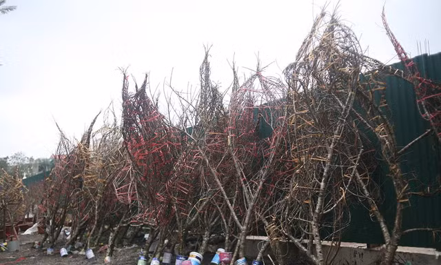 Lãnh đạo Tổng cục Lâm nghiệp cho biết, đối với địa phương không có cây đào trong rừng tự nhiên thì không nhất thiết phải dán tem xác nhận nguồn gốc.