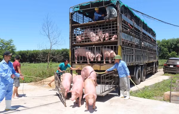 Lãnh đạo Cục chăn nuôi cảnh báo có hiện tượng nhập lợn sống từ Thái Lan về rồi xuất qua Trung Quốc để hưởng chênh lệch giá.