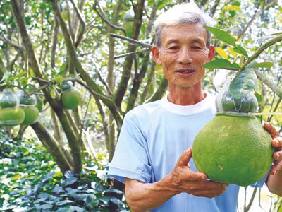 Ông Võ Hồng Quốc với bưởi hồ lô