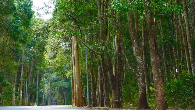 Khám phá khu rừng quý còn nguyên vẹn ở Bà Rịa- Vũng Tàu