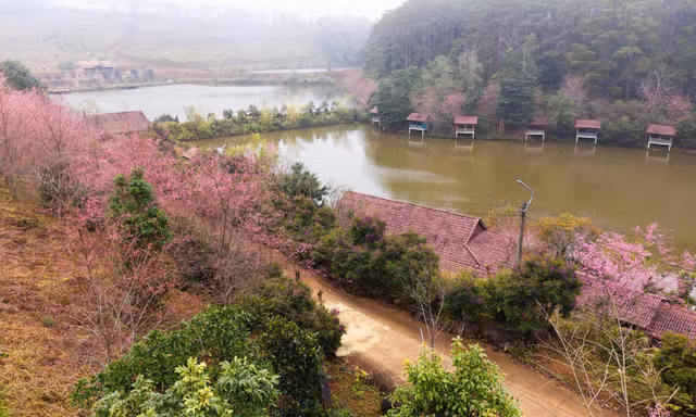 Măng Đen sẽ trở thành thị trấn mai anh đào