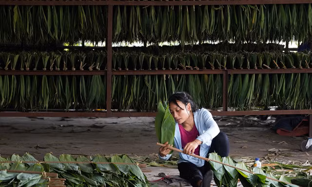 Người dân ở thôn Đồng Chiêm (xã An Phú, huyện Mỹ Đức, Hà Nội) phân loại lá tre rừng.