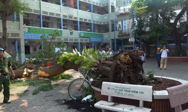 Cây phượng vỹ trong sân Trường THCS Bạch Đằng ( TPHCM) bật gốc làm 18 học sinh thương vong sáng 28/5 