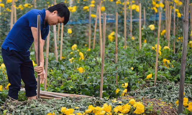 Hoa không bán được, người nông dân đành nhổ bỏ  
